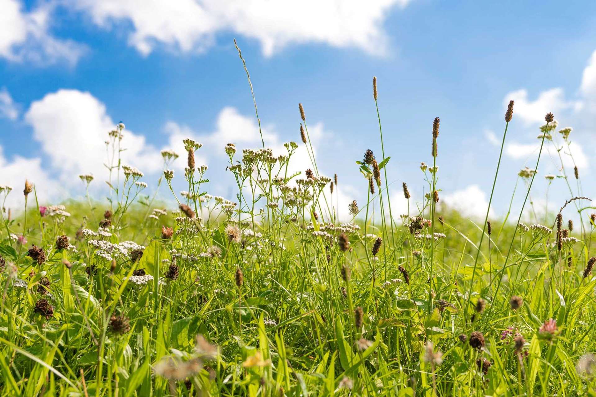 hayfever-pollen-meadow