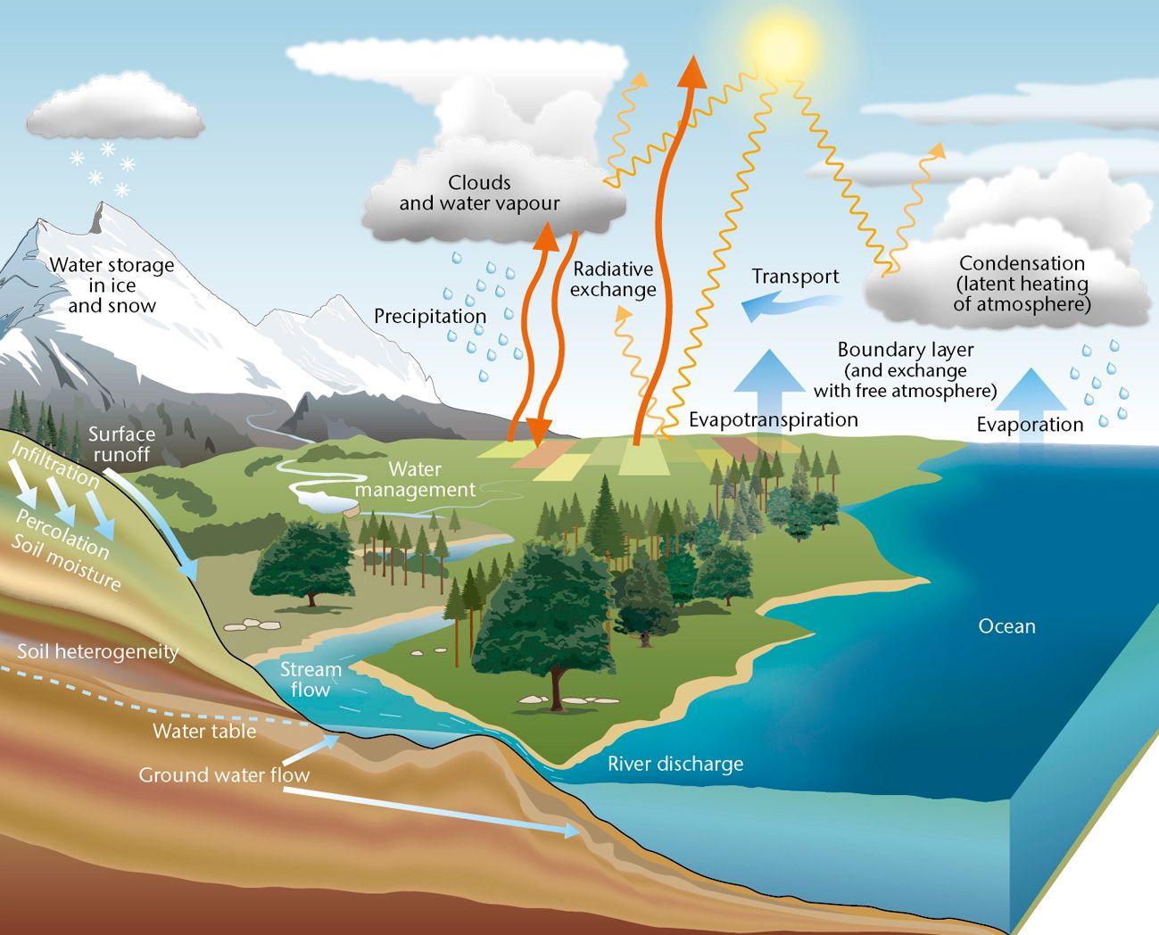 A graphic showing the stages of the water cycle.