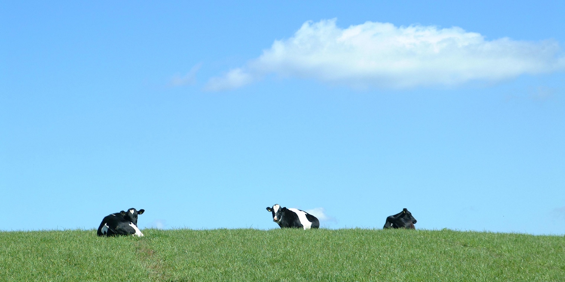 Do Cows Really Lie Down When It s About To Rain Met Office