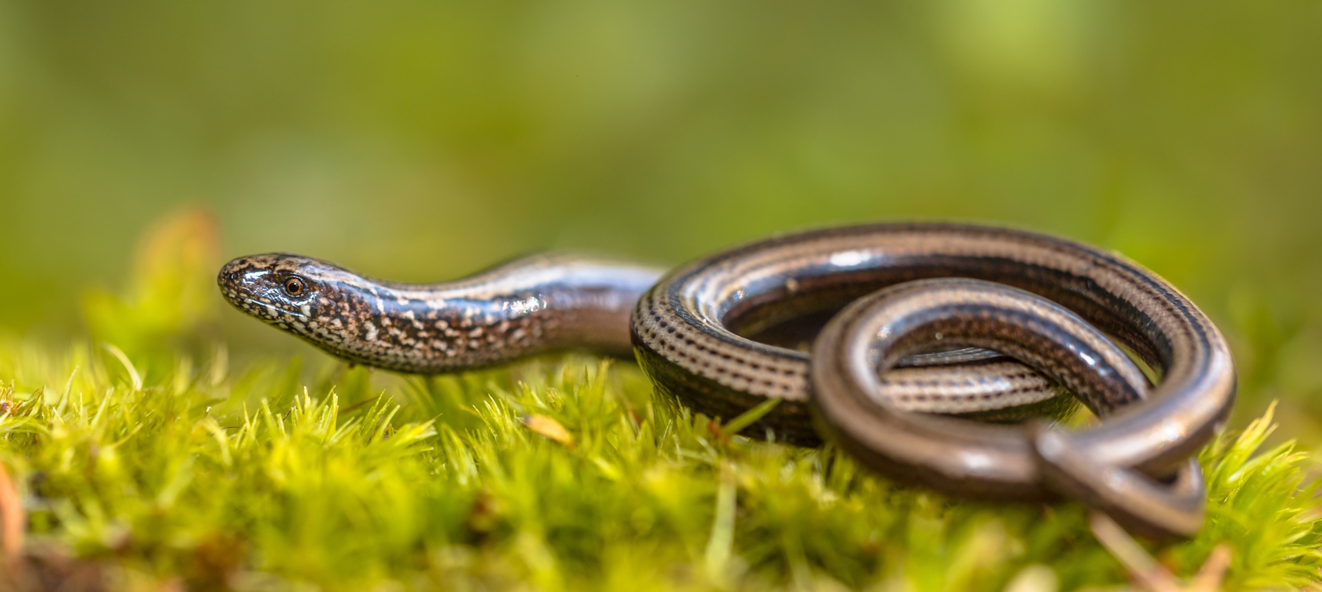 Biodiversity at the Met Office - Met Office