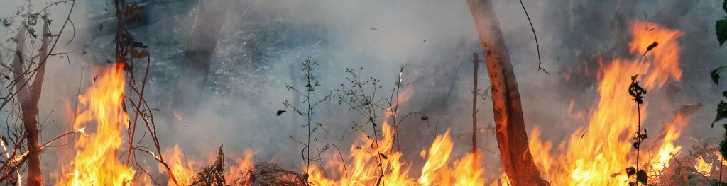 Smoke and fire sweeping across the Amazon forest Smoke and fire sweeping across the Amazon forest