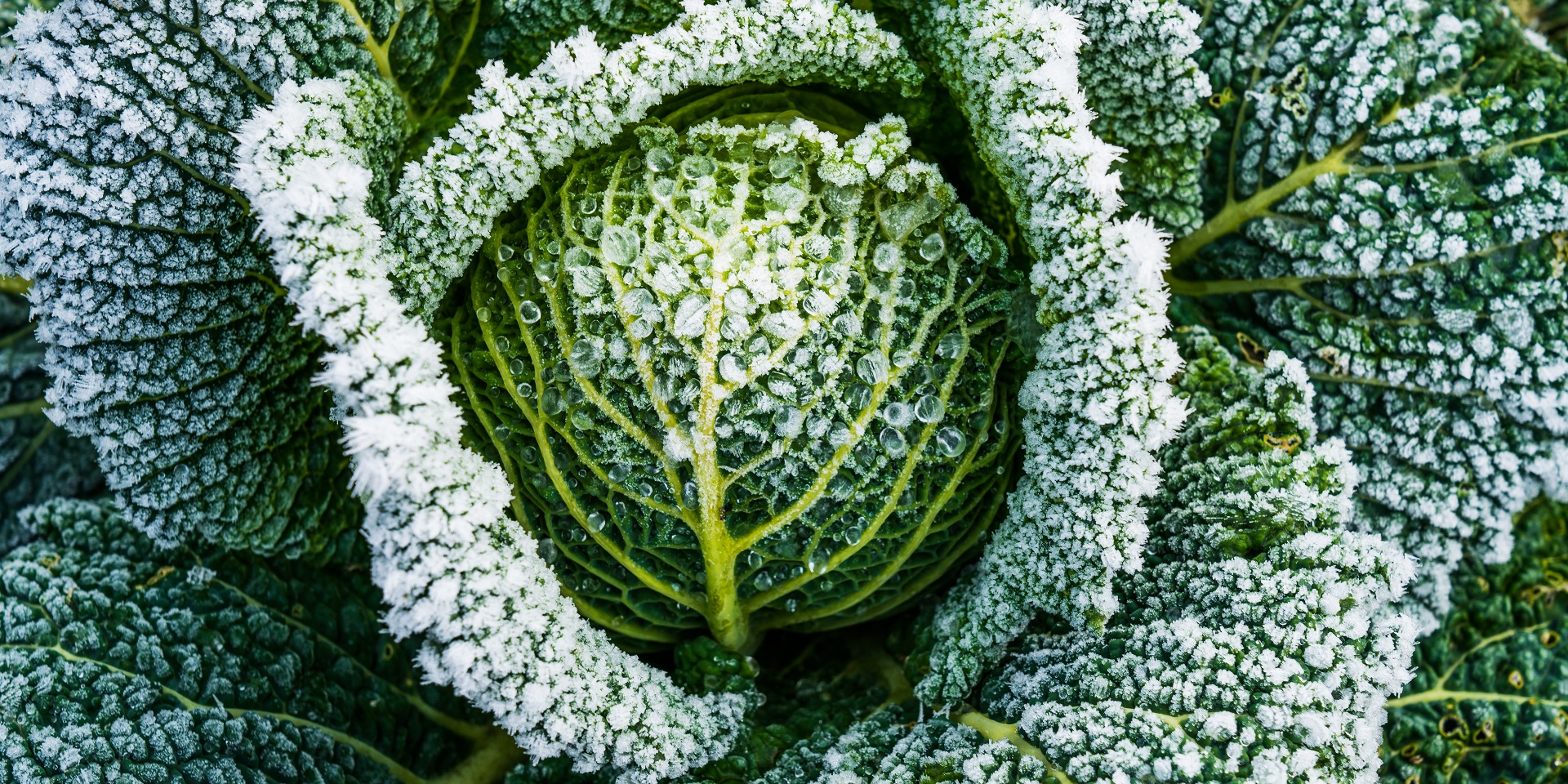 5 gardening tips for February - Met Office