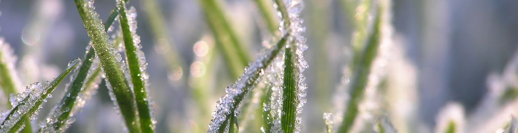 frost on grass frost on grass