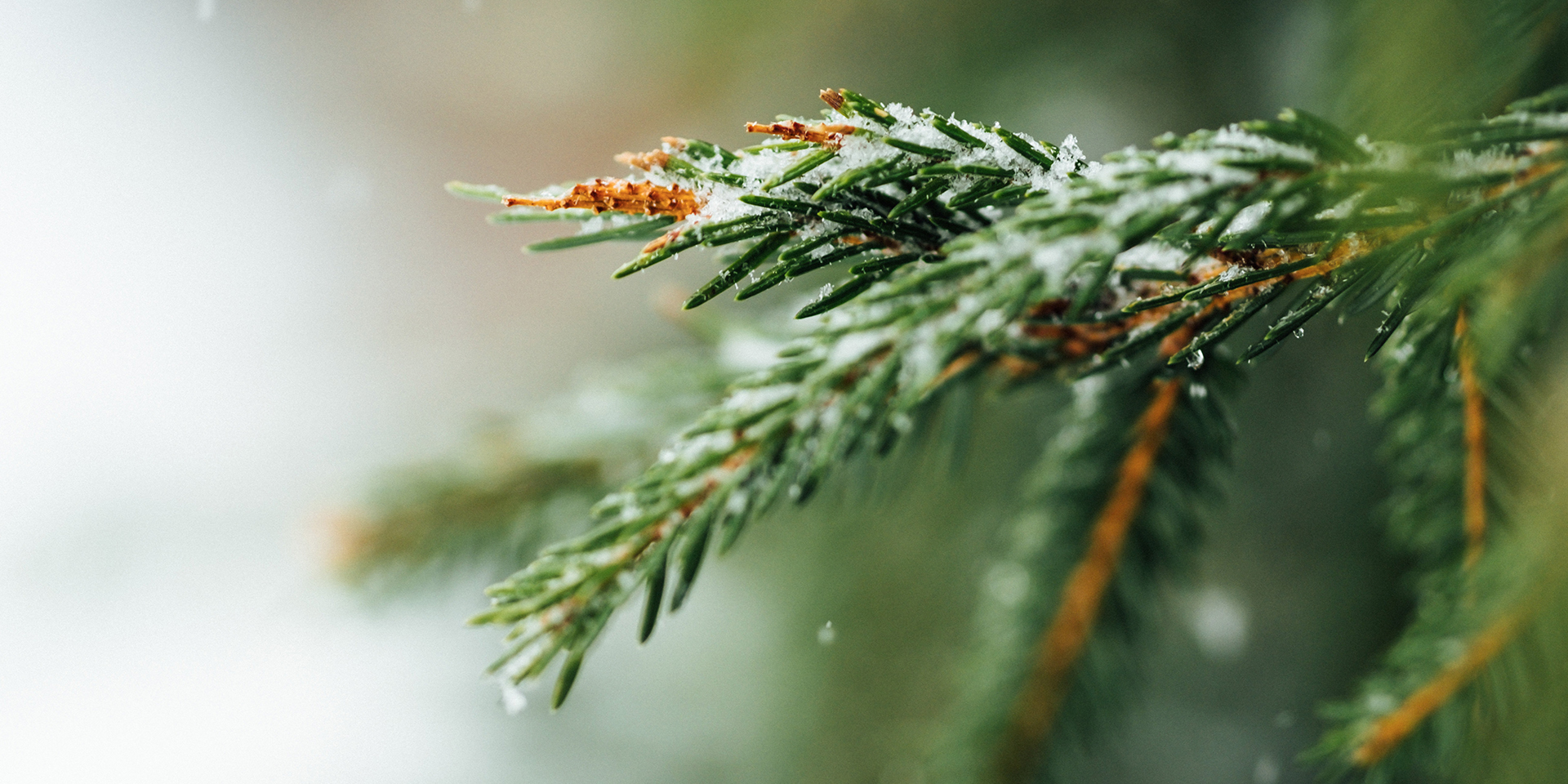 Snow on a pine tree