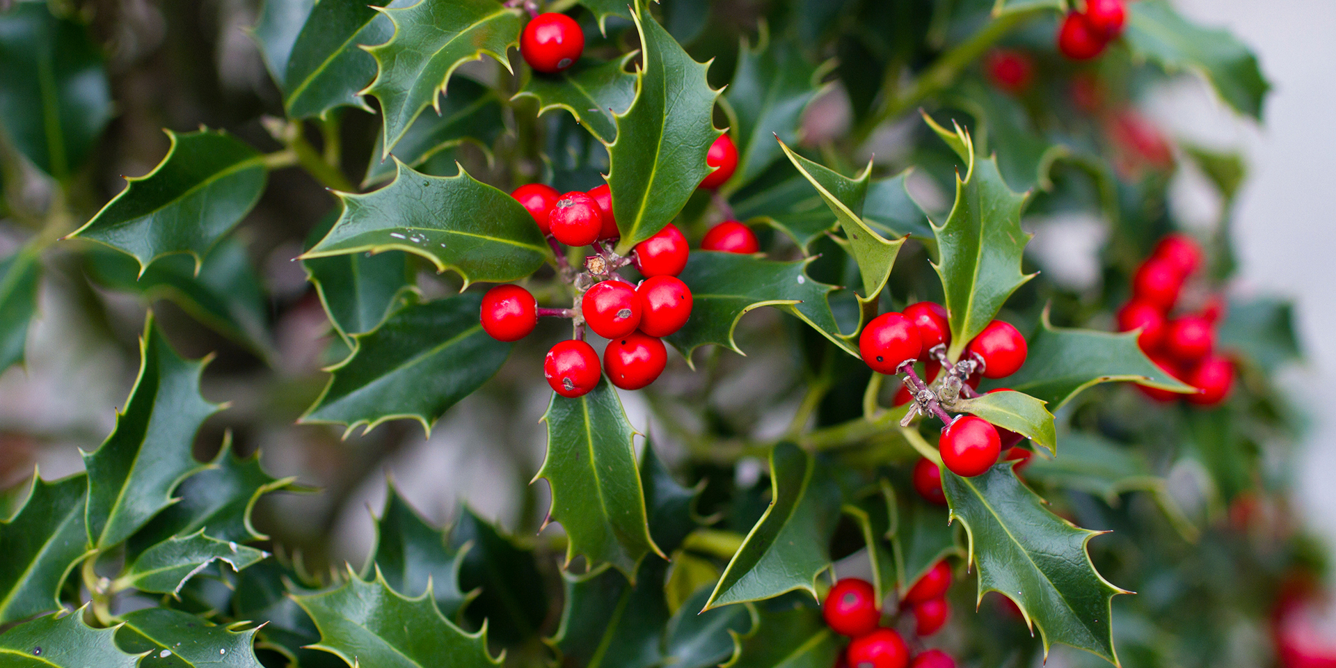 What is the weather forecast over Christmas? Met Office