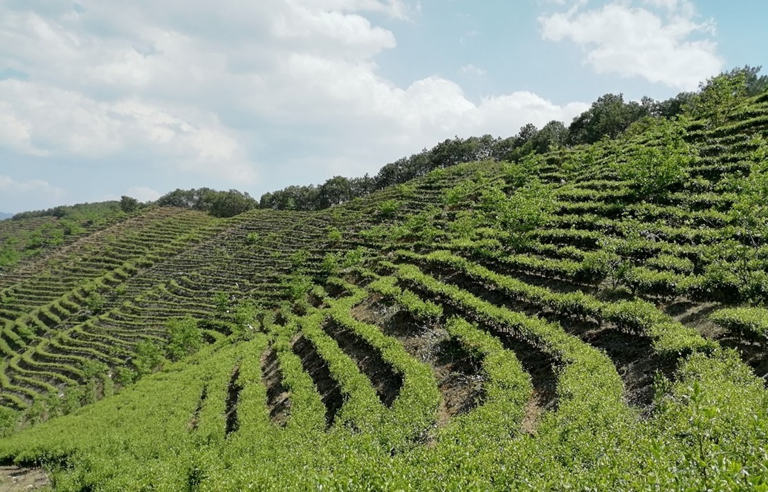 Tea plantation on a hillside in China