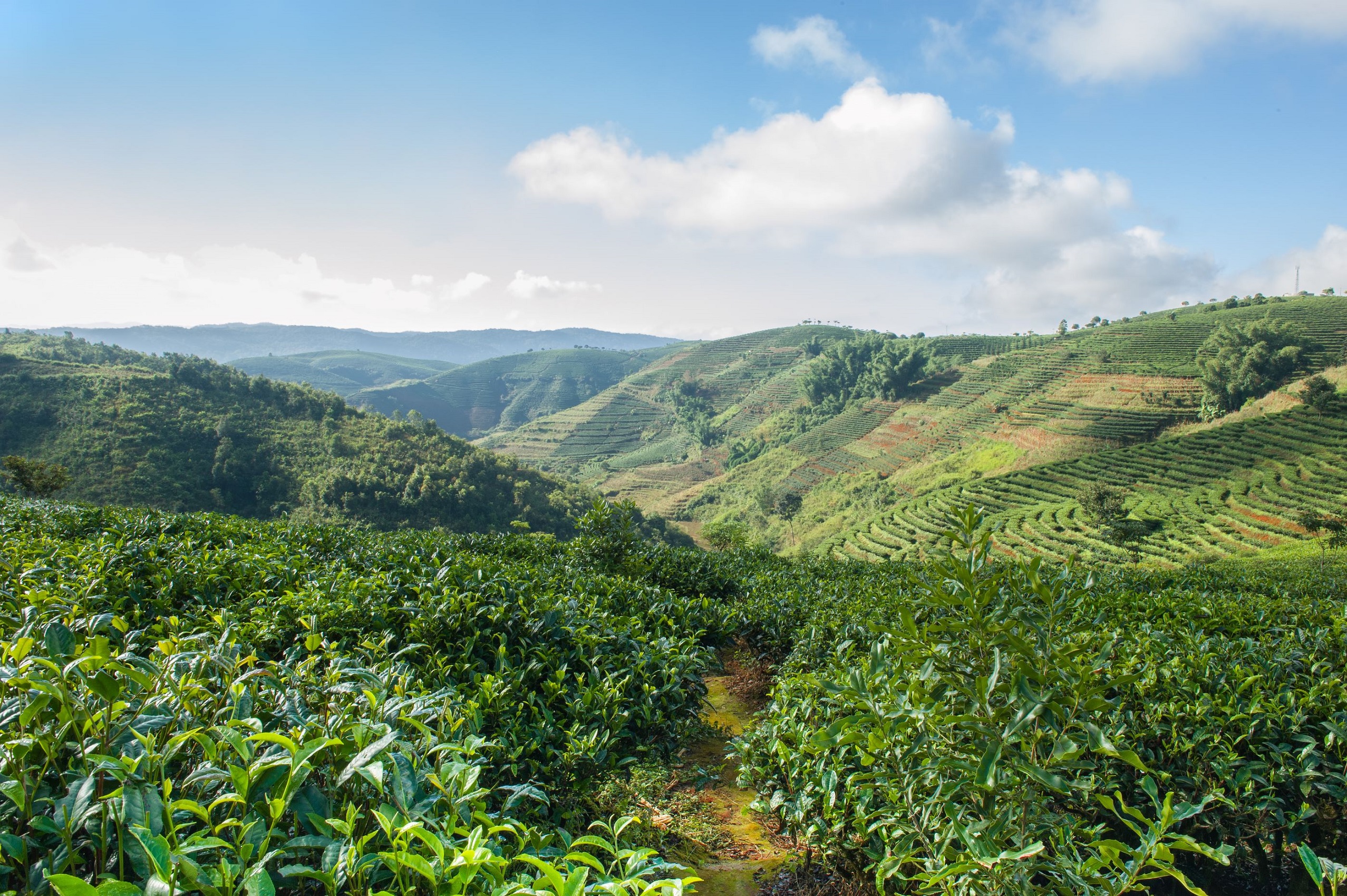 Tea plantation, China