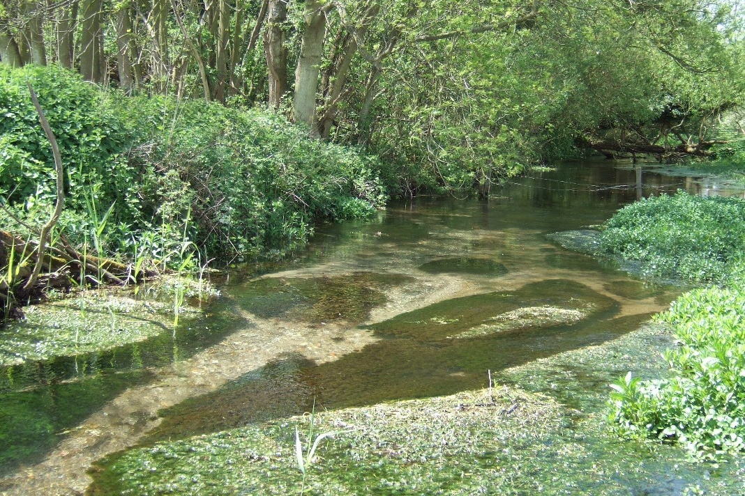 A stream surrounded by trees.