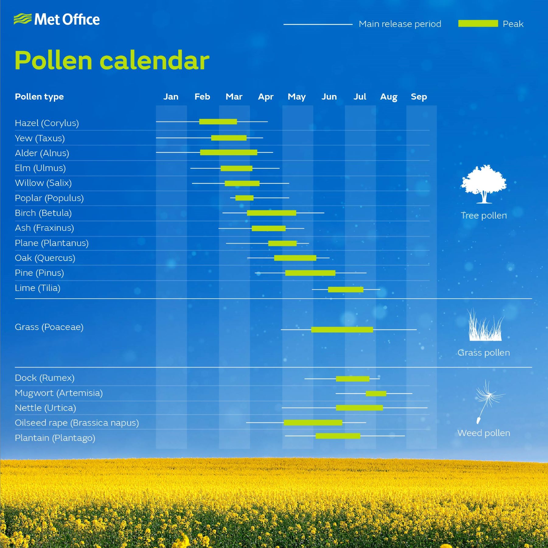 Graphic showing a pollen calendar with the times of year you are likely to be affected by tree, grass, and weed pollen.