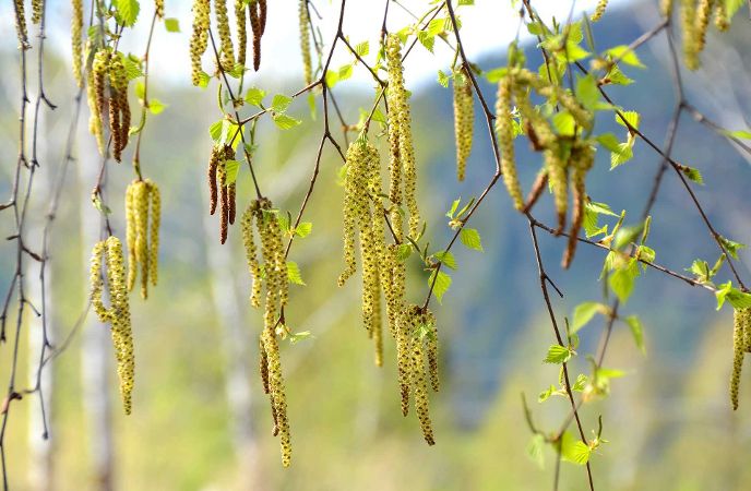 Birch tree seed pods hanging down from a tree.