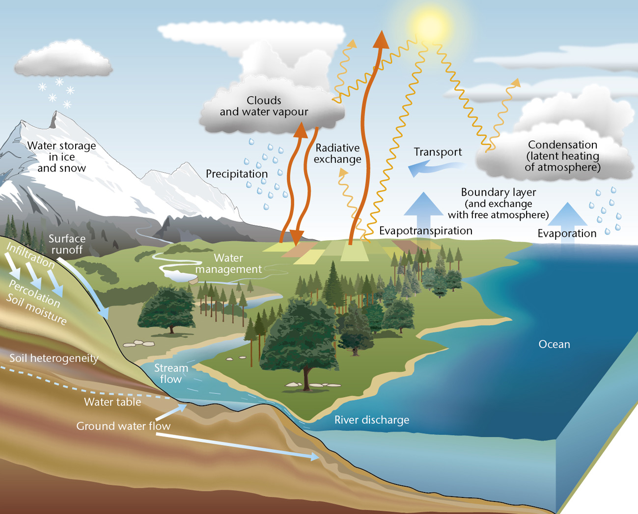 A graphic showing the stages of the water cycle.