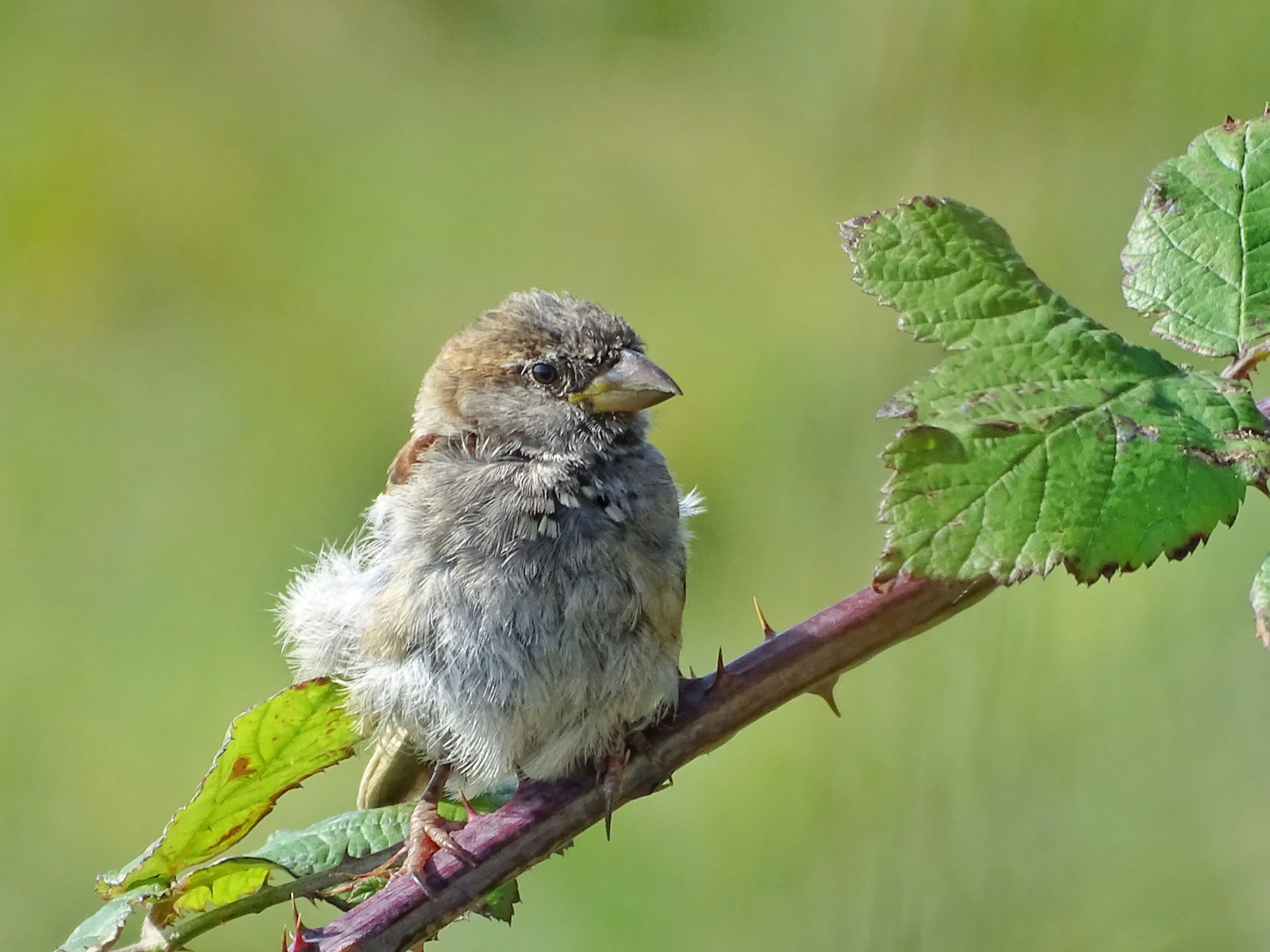 Baby sparrow in blackberry brambles