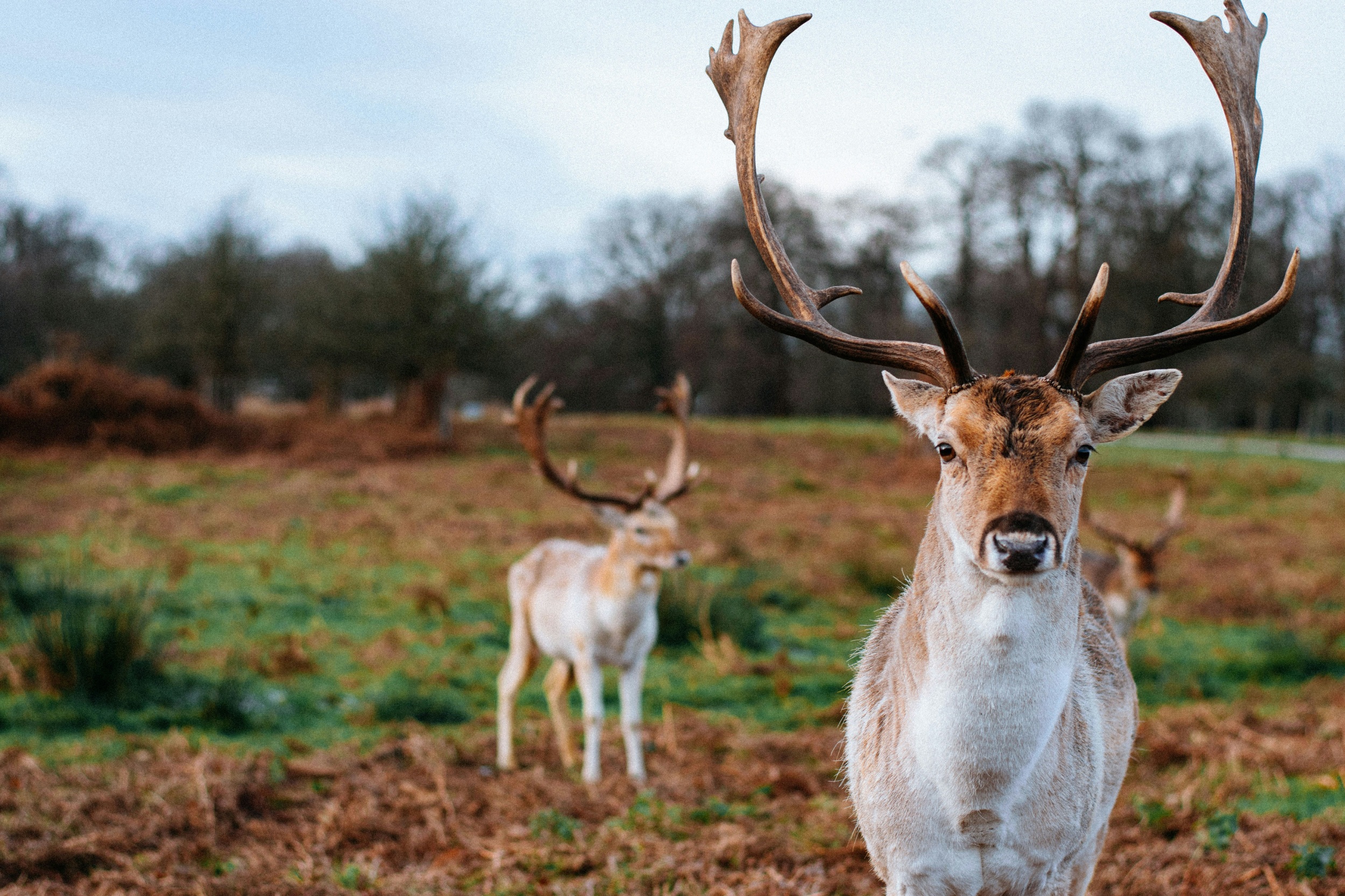 Deer in Richmond Park, London