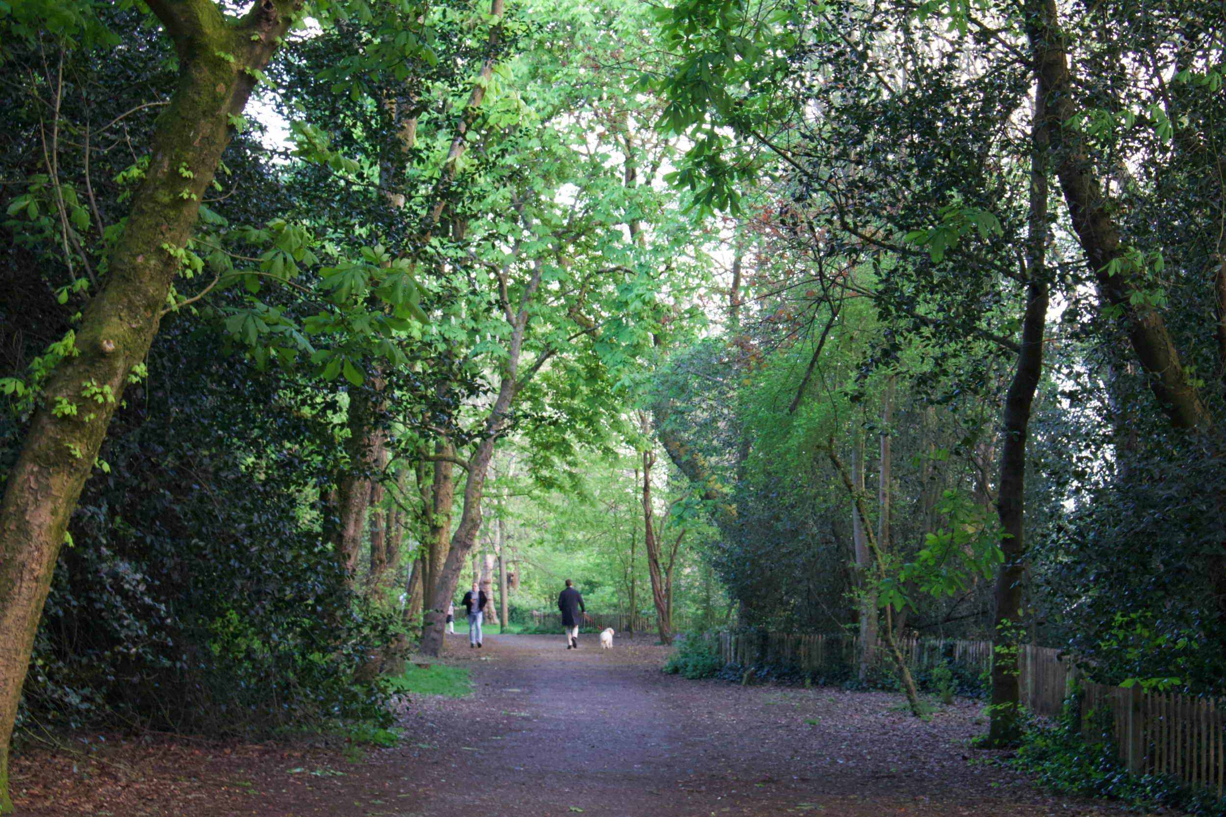 Tall green trees with concrete path in between