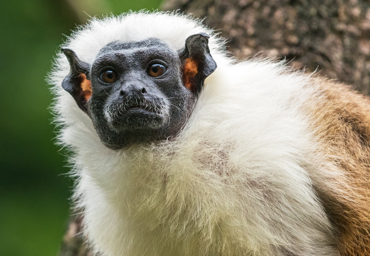 Pied Tamarin - a Critically Endangered primate from the Amazon