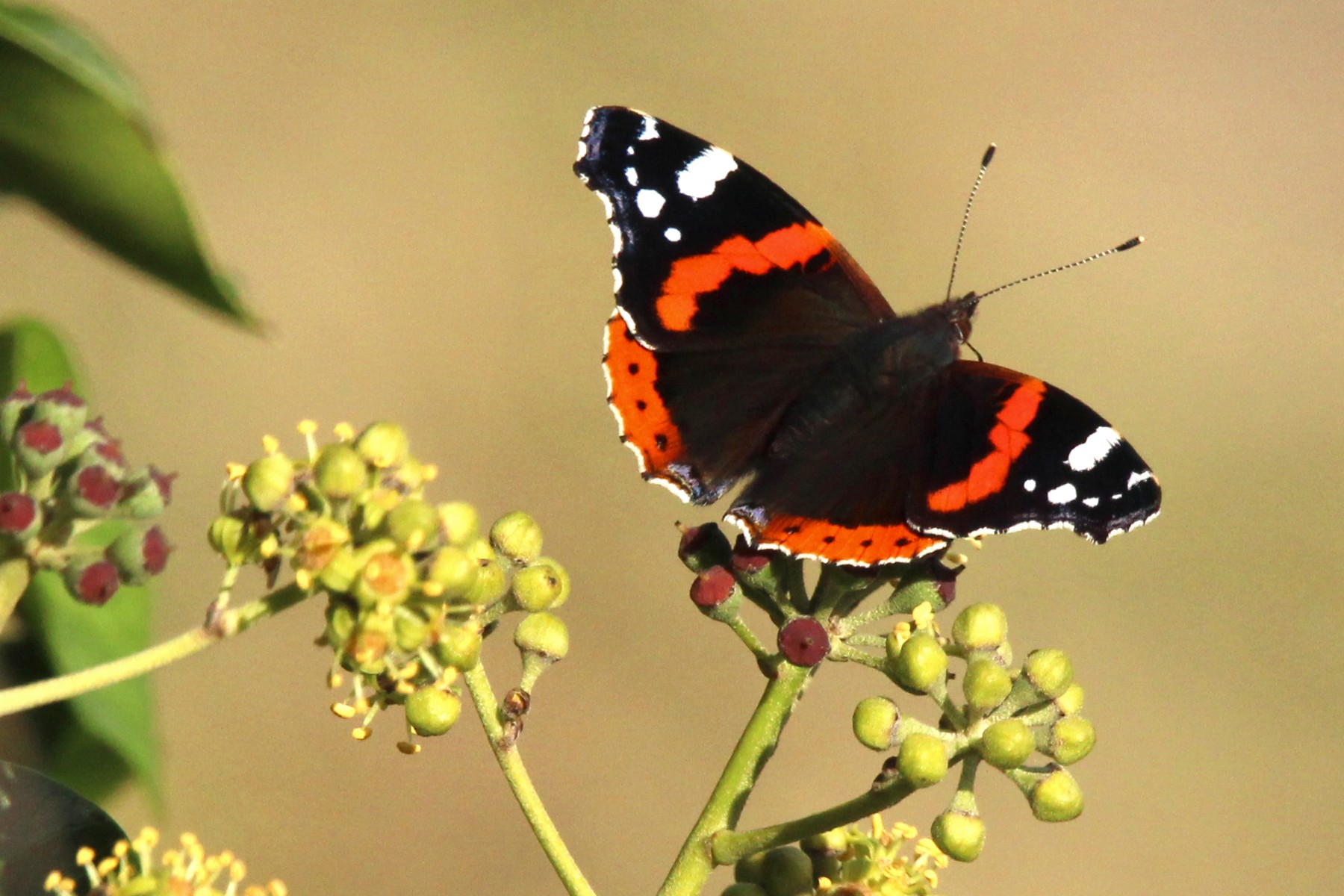 Red admiral butterfly in focus with a blurred background.