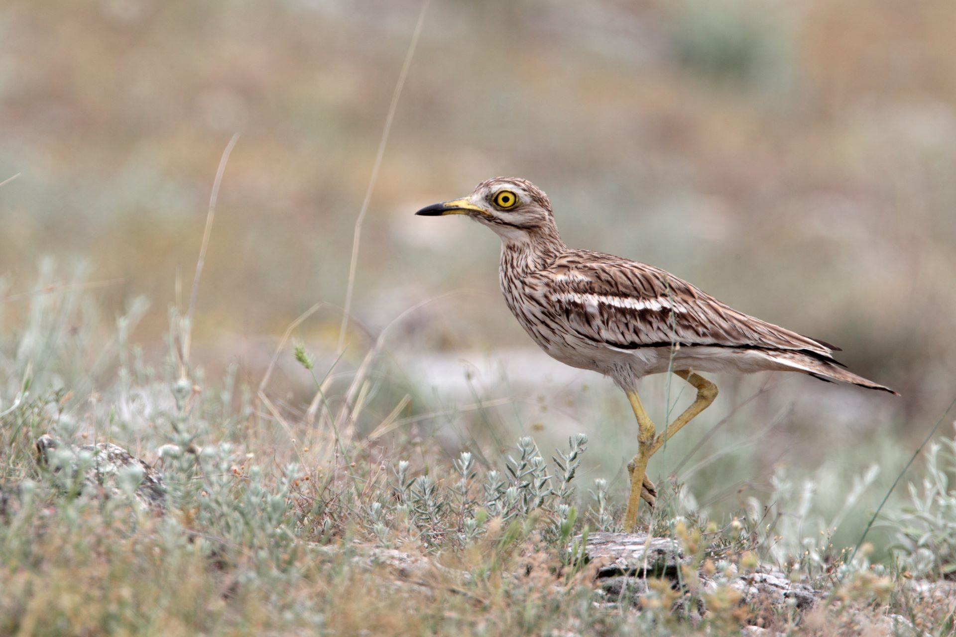 Stone curlew