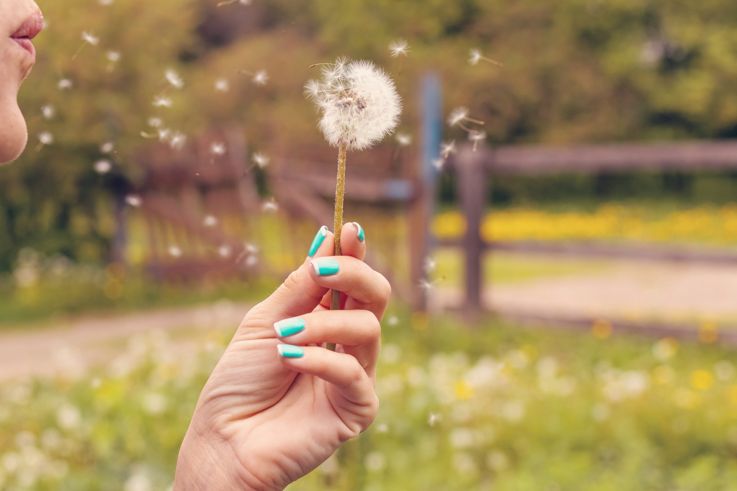 dandilion being blown